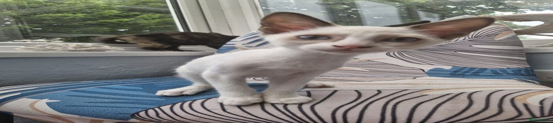Snowshoe Kitten 3