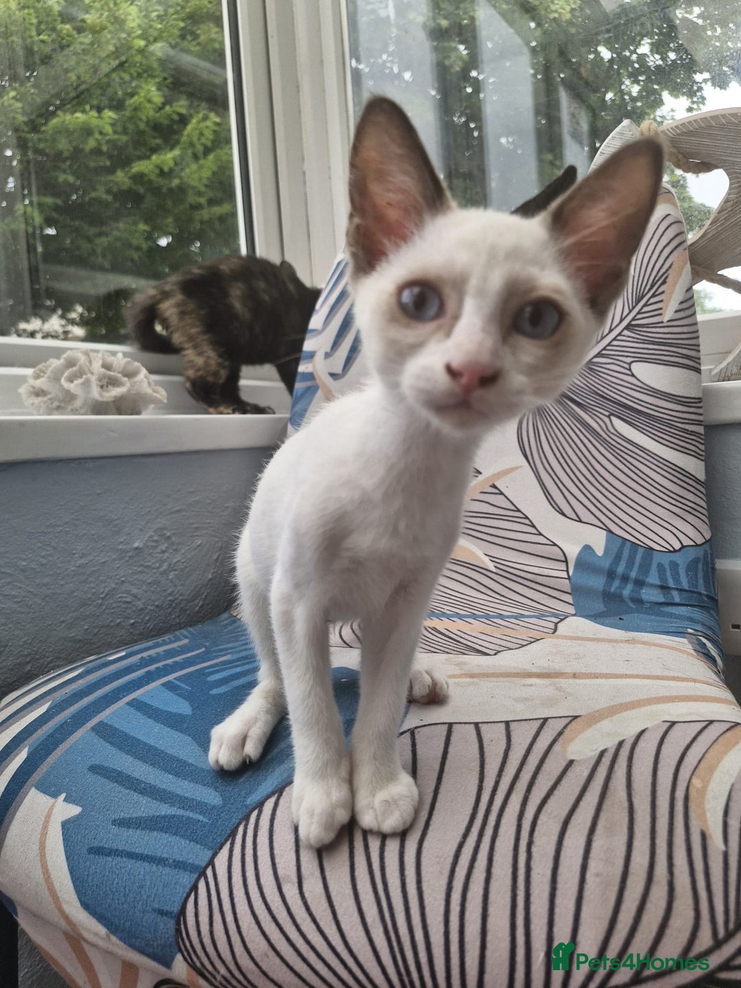 Snowshoe cats for sale:  pedigree Tica reg  snowshoes ready now - Image 9