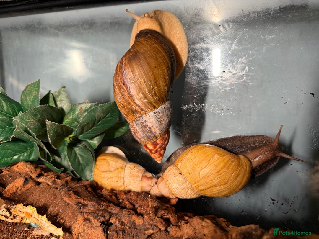 Snails invertebrates for sale: Giant African land snails for sale  - Advert 10