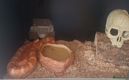 Corn Snake reptiles for sale: Bella the Corn Snake - Image 4