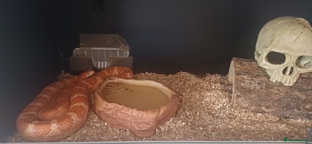 Corn Snake reptiles for sale: Bella the Corn Snake - Image 4