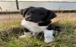Sprollie dogs for sale: ALL PUPPIES ARE RESERVED - Advert 1