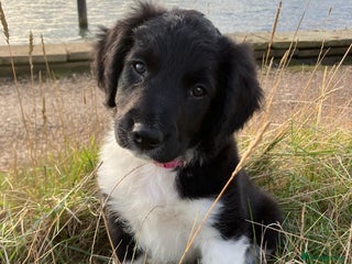 Sprollie dogs Beautiful Sprollie Puppies - ALL RESERVED - Advert 8