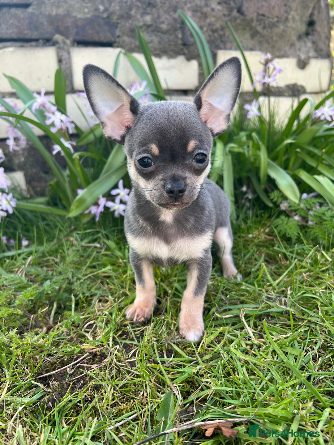 Full Grown Tan Chihuahua Chocolate And Tan Chihuahua Puppies For Sale