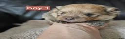 Pomeranian dogs for sale: Beautifull litter of full pomeranians - Advert 5