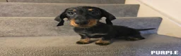 Miniature Dachshund dogs for sale: 3 Beautiful Girl Mini Dachshund - FULL Vaccinated in Manchester - Advert 8