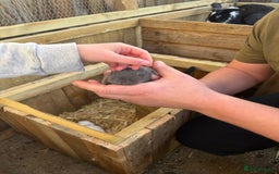 Lionhead rabbits for sale: 3 baby rabbits - Advert 1