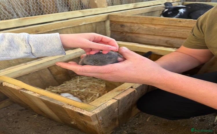 Lionhead rabbits 3 baby rabbits - Advert 1