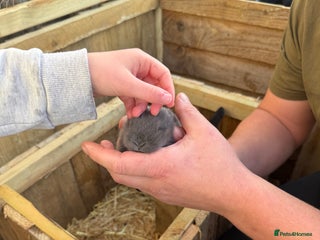 Lionhead rabbits 3 baby rabbits - Advert 2