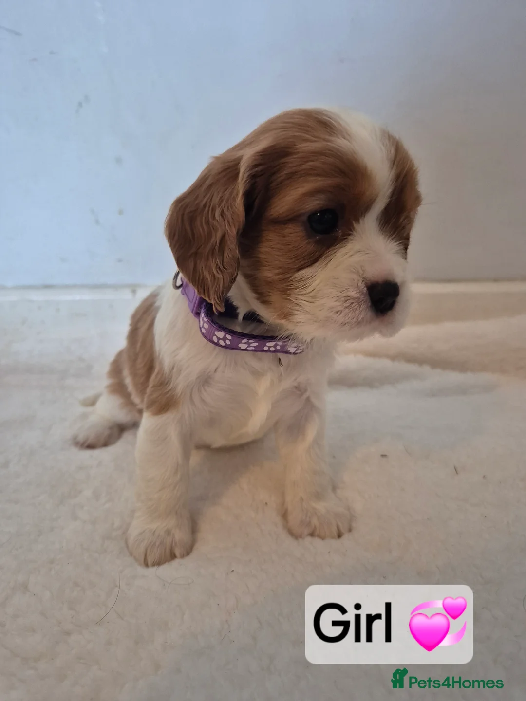 Cavalier King Charles Spaniel dogs for sale: Cavalier King Charles Spaniel Puppies  - Advert 9