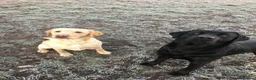 Labrador Retriever dogs for stud: 🖤💛🤎LABRADOR STUD /PROVEN/CARRIES ALL 3 COLOURS. in Derby - Advert 3
