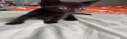 Mixed Breed cats for sale: 3 identical black boys  - Advert 8
