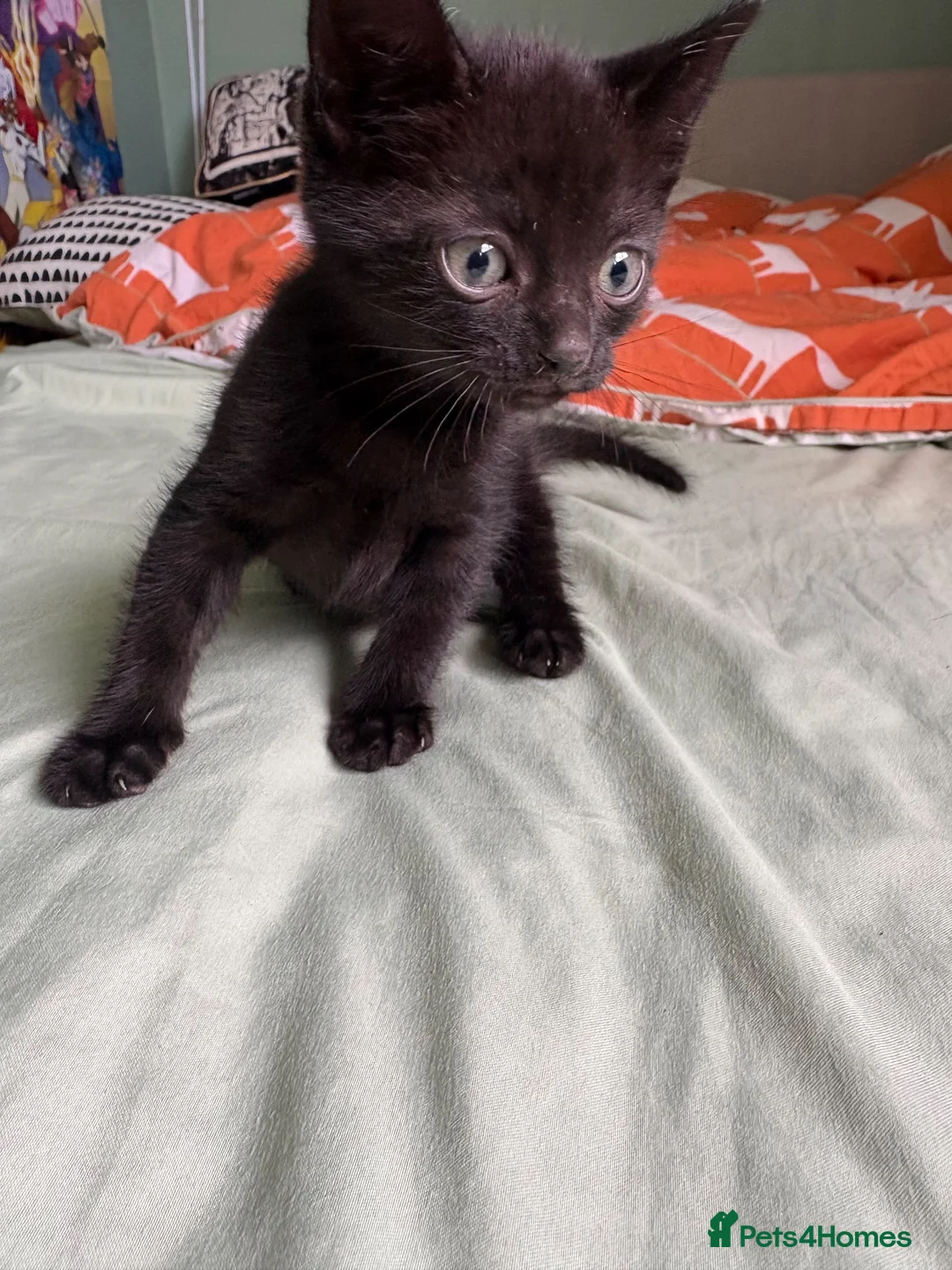 Mixed Breed cats for sale: 3 identical black boys  - Advert 8