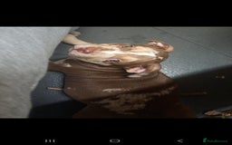 American Bully dogs for sale: Standard American Bully Pups (NOT XL) - Image 5