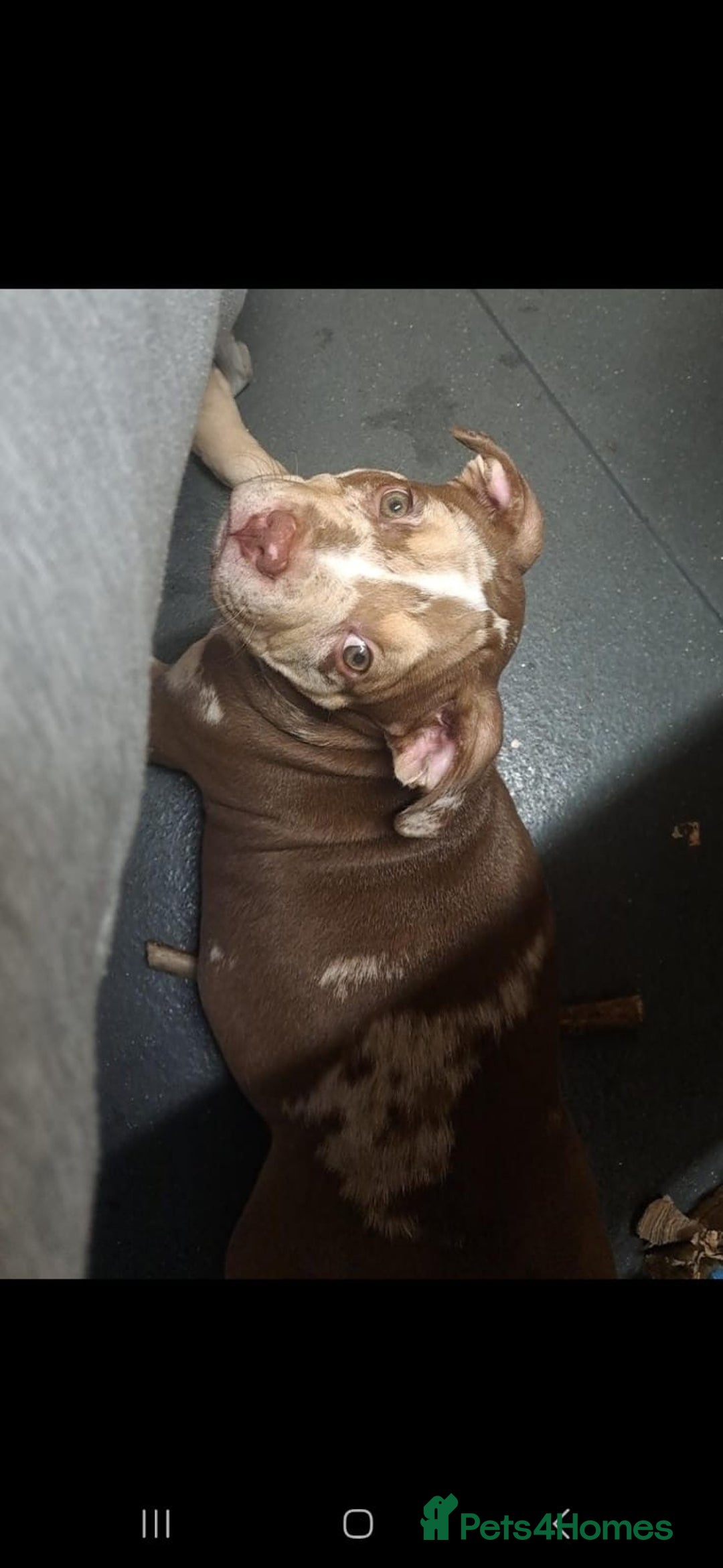 American Bully dogs for sale: Standard American Bully Pups (NOT XL) - Image 5