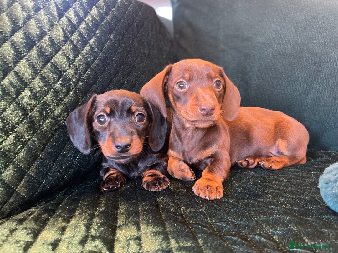 Dachshund dogs for sale: Beautiful dachshund puppies - Advert 6