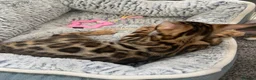Bengal cats for sale: LAST THREE Ready now GCCF REGISTERED  - Advert 19