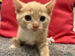 Mixed Breed cats Kittens are ready to go to new homes - Advert 6