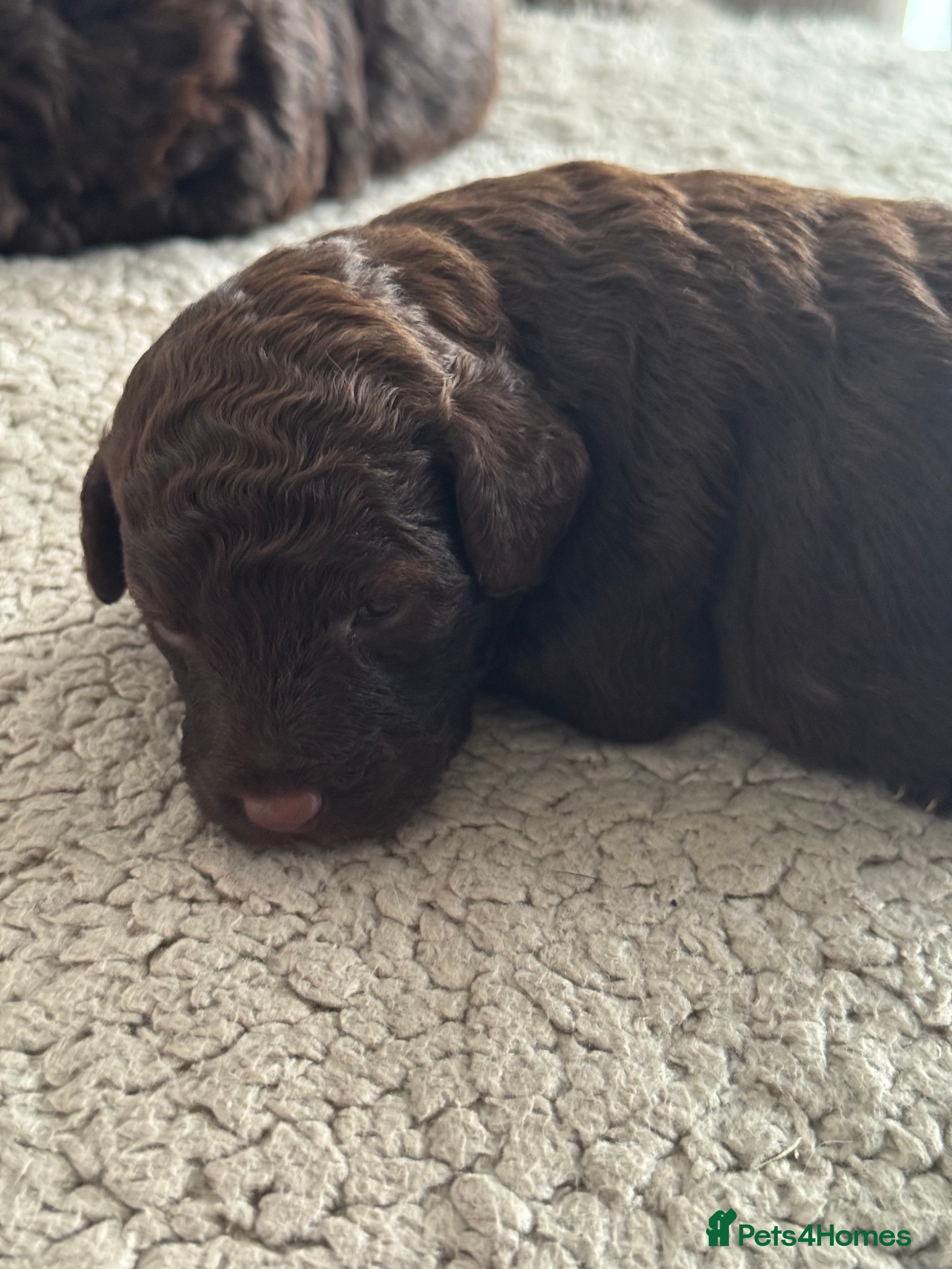 Aussiedoodle dogs Miniature Aussie Doodle Pups 🐾 ❤️ - Advert 8