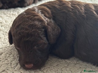 Aussiedoodle dogs Miniature Aussie Doodle Pups 🐾 ❤️ - Advert 7