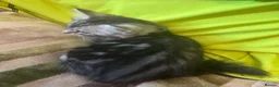 Mixed Breed cats for sale: Stunning kittens ready now (rare colours) - Advert 8