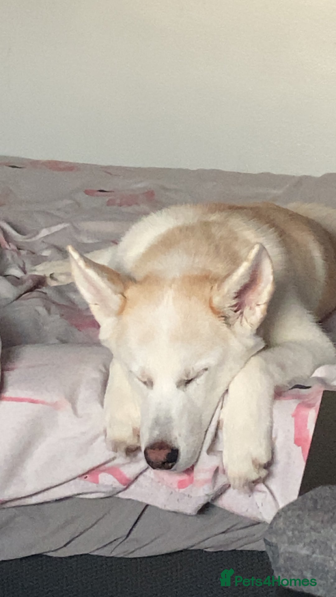 Huskita dogs for sale: Huskita dog - Advert 8