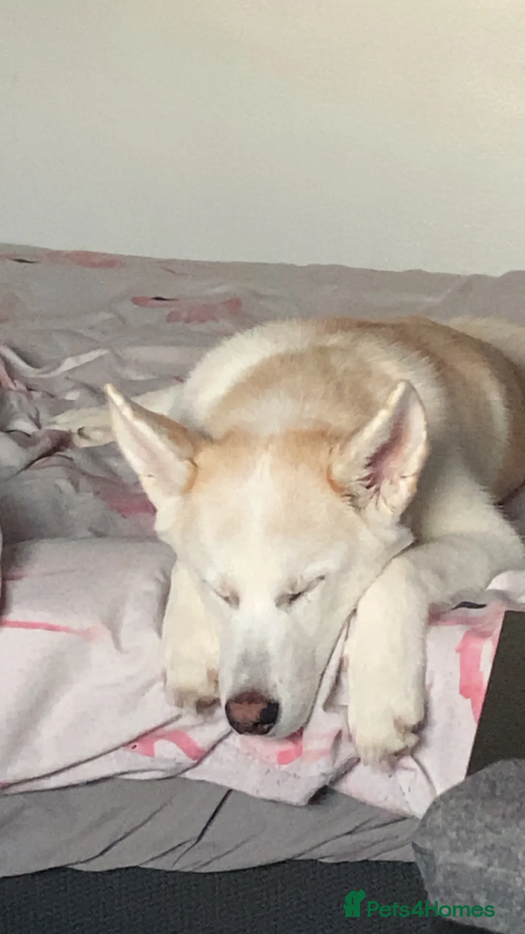 Huskita dogs for sale: Huskita dog - Advert 8