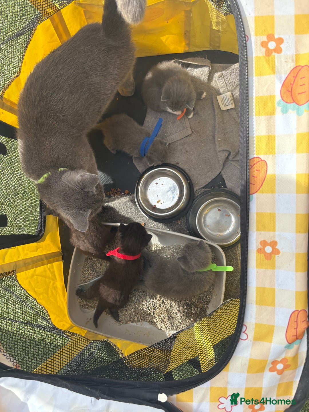 British Shorthair cats for sale: British Shorthair chocolate/grey colours  - Image 14