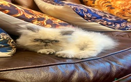 Persian cats for sale: Colourpoint peke faced Persian kittens ready to go - Image 10