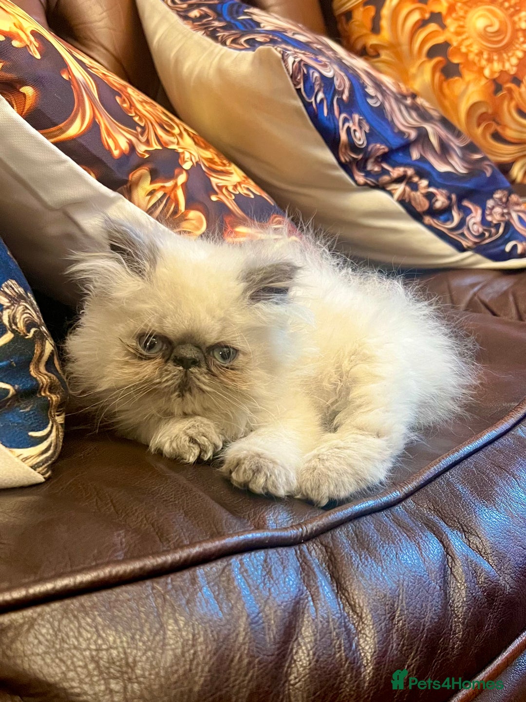 Persian cats for sale: Colourpoint peke faced Persian kittens ready to go - Image 10