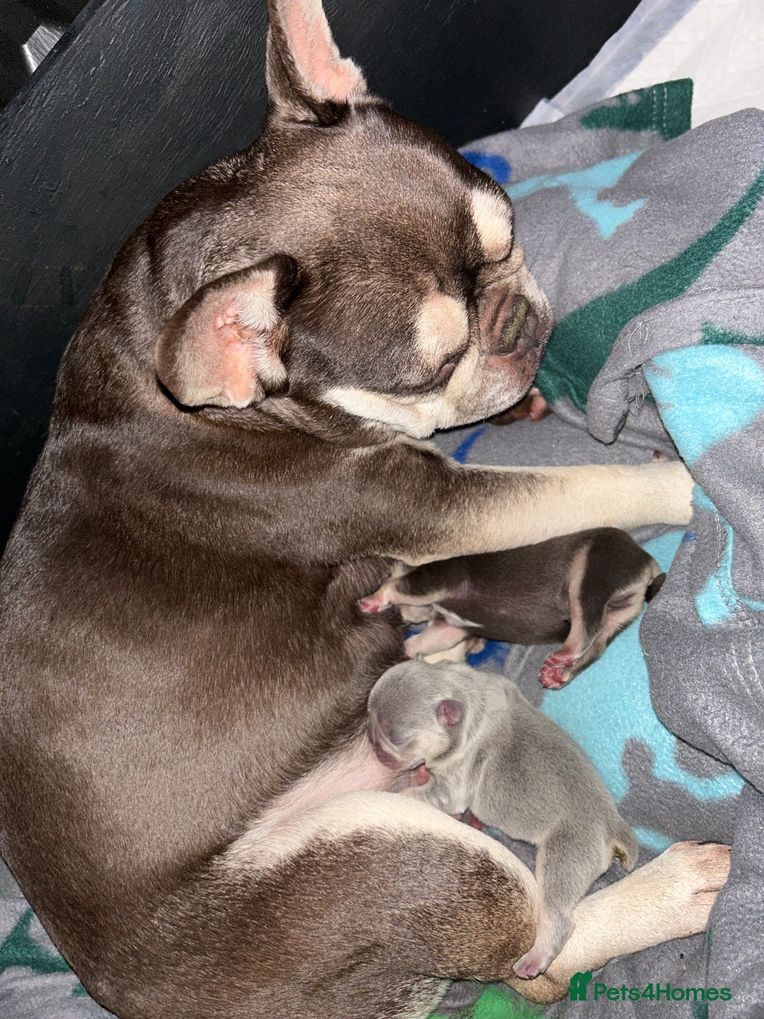French Bulldog dogs for sale: KC REGISTERED FRENCH BULLDOG PUPPIES – BOYS 🐾 - Advert 21