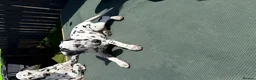 Dalmatian dogs for sale:  KC REGISTERED DALMATIAN PUPS  - Advert 13