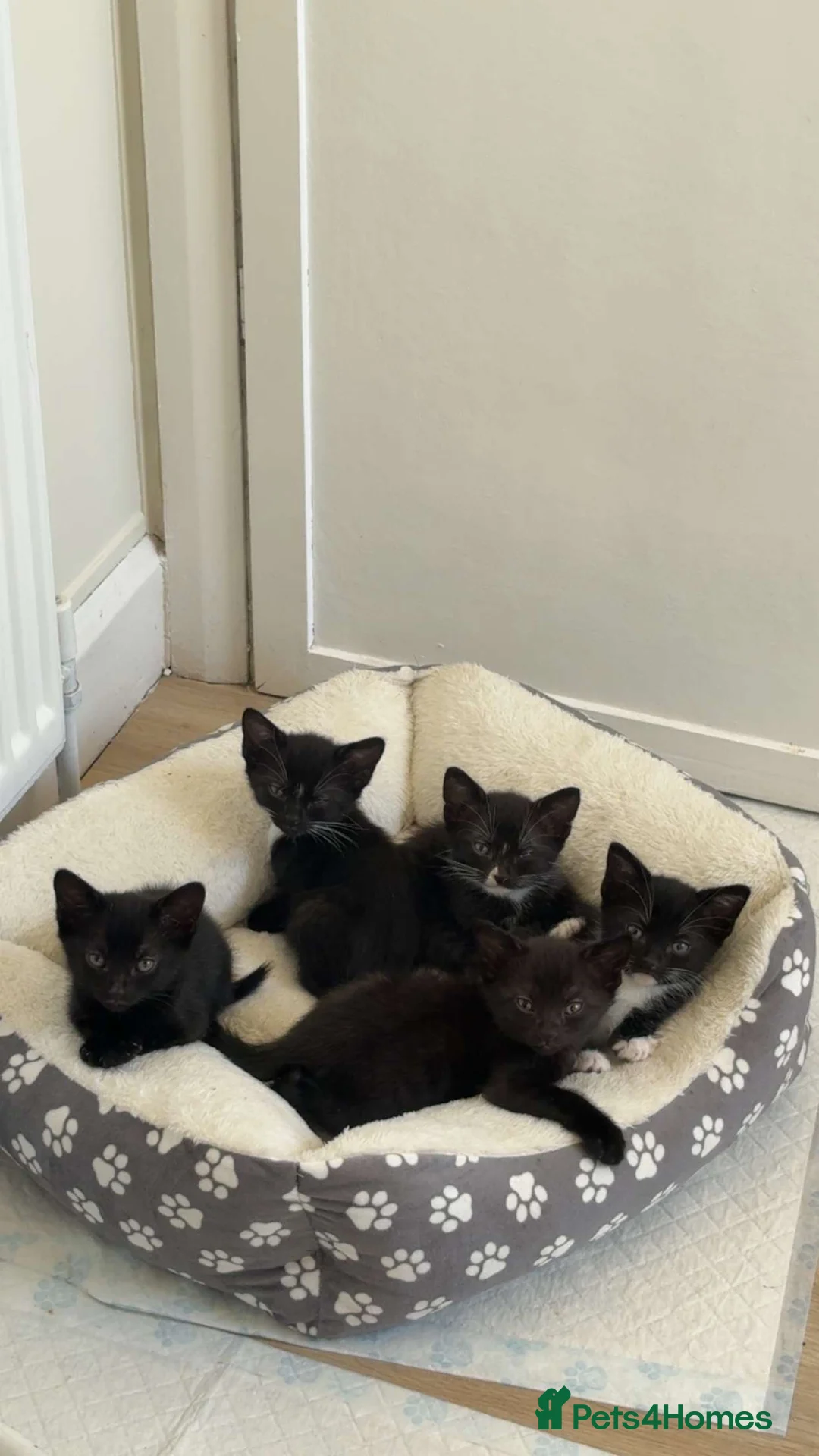 Mixed Breed cats for sale: 4 males and 1 female kittens in Wellington - Advert 2