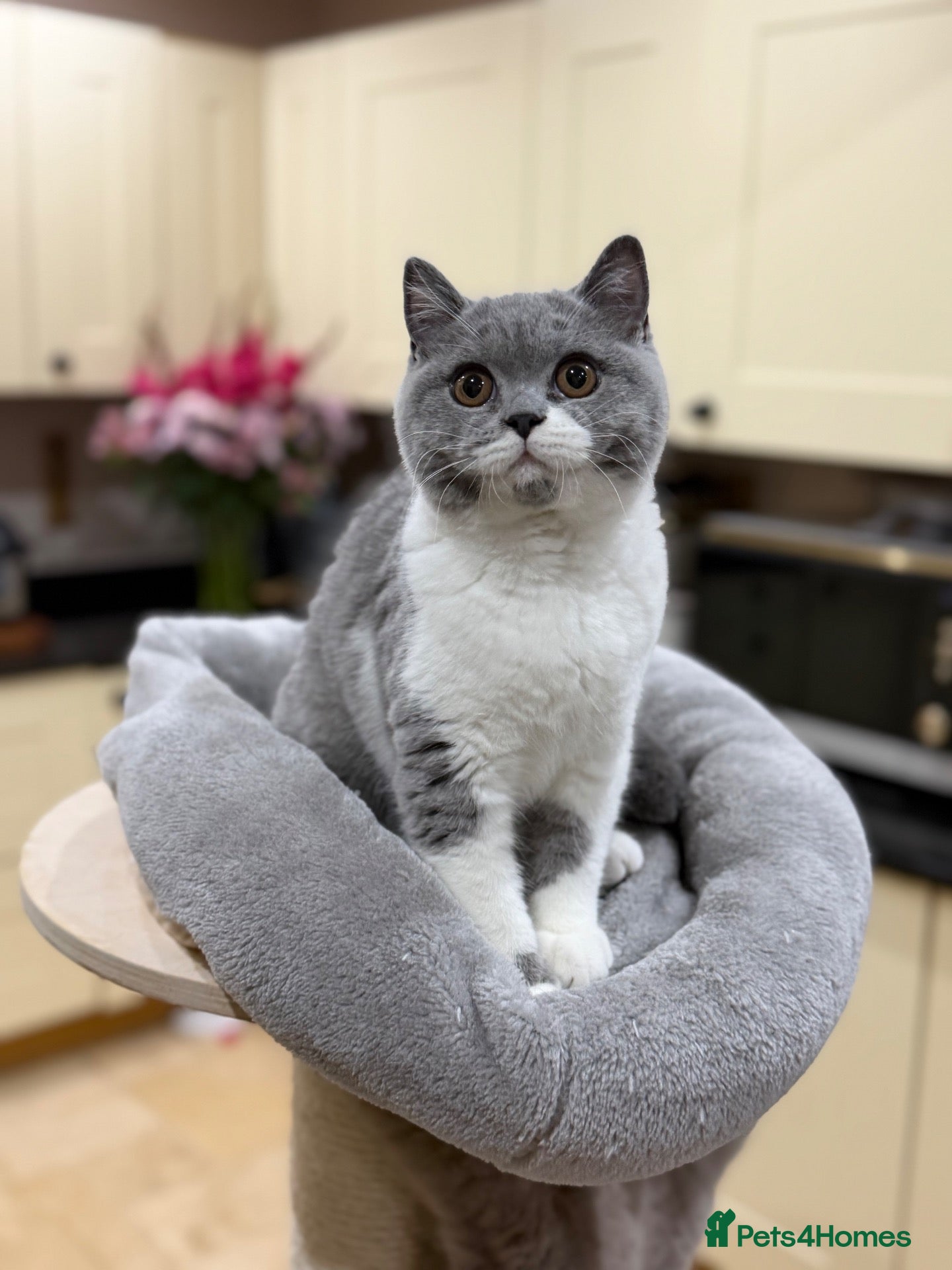 British Shorthair cats for sale: FULL PEDIGREE REGISTERED BSH  - Advert 2