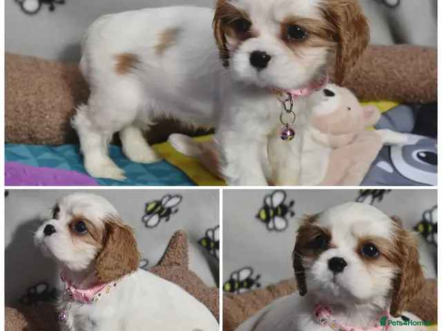 Cavalier King Charles Spaniel dogs Health Tested- Cavalier King Charles Spaniel - Advert 2