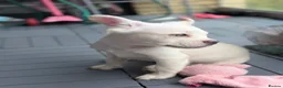 French Bulldog dogs for sale: * 🐾 3 Stunning KC Registered Frenchies ❤️ - Advert 22