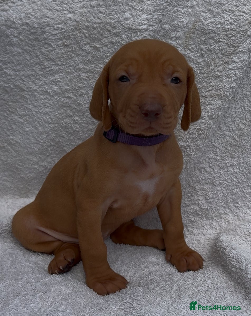 Hungarian Vizsla dogs Champion bloodline vizslas puppies - Advert 1