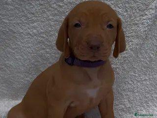 Hungarian Vizsla dogs Champion bloodline vizslas puppies - Advert 6