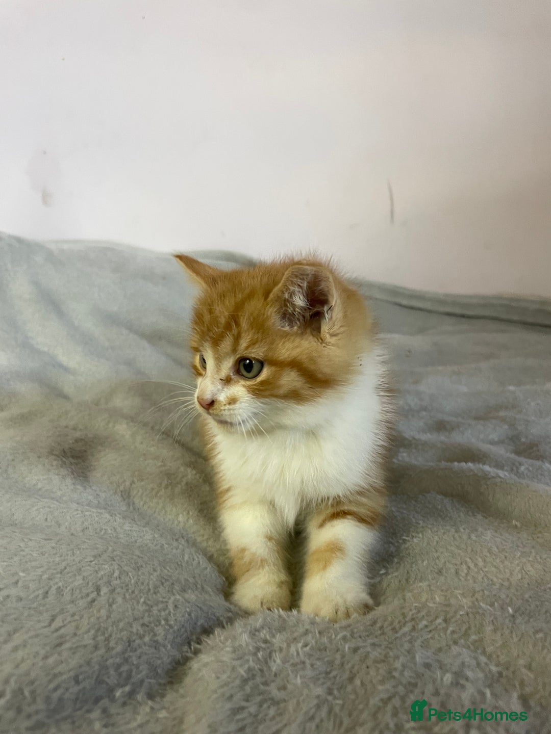 British Shorthair cats for sale: Four kittens ready to go (prices vary) - Image 10