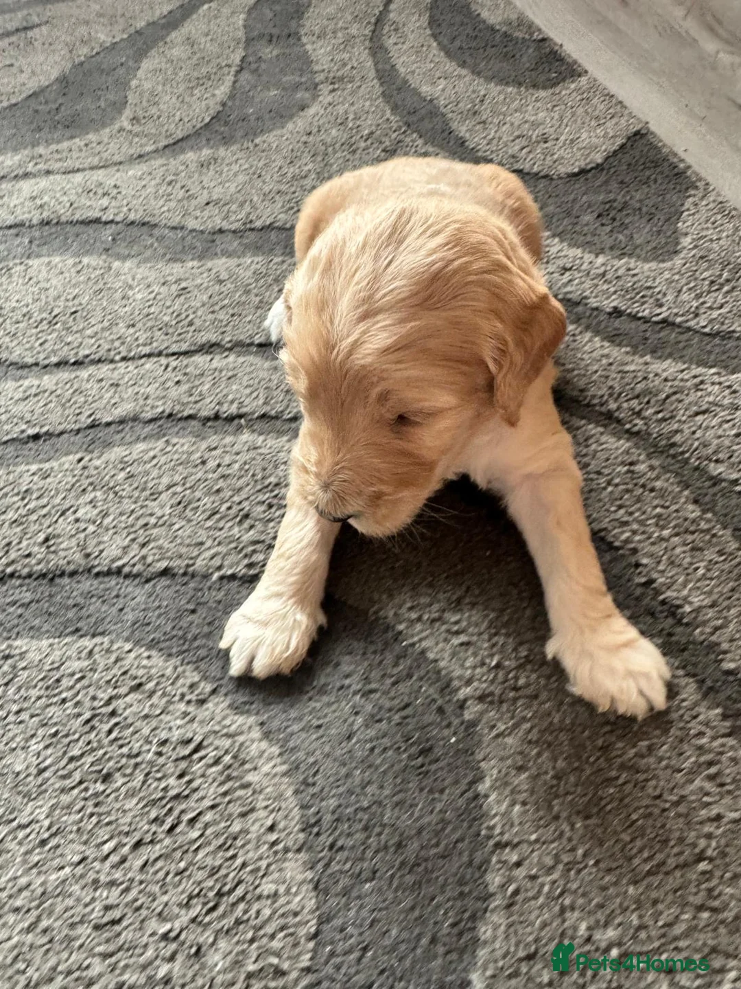 Goldendoodle dogs for sale: Beautiful golden doodle puppies for sale  in Norwich - Advert 2