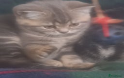 British Shorthair cats for sale: GCCF Registered BSH Kitten - Image 2