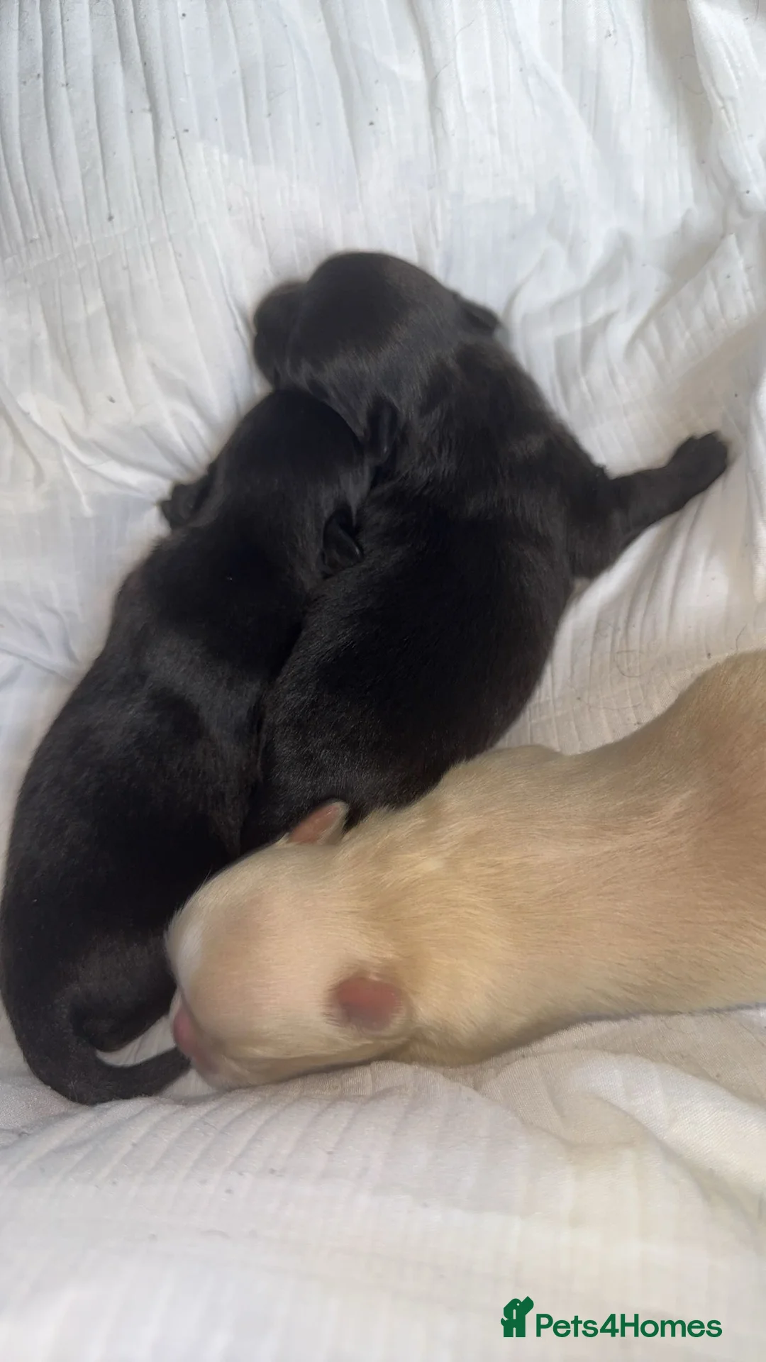 Pomchi dogs for sale: 🎀Pomchi puppies🎀 - Advert 5