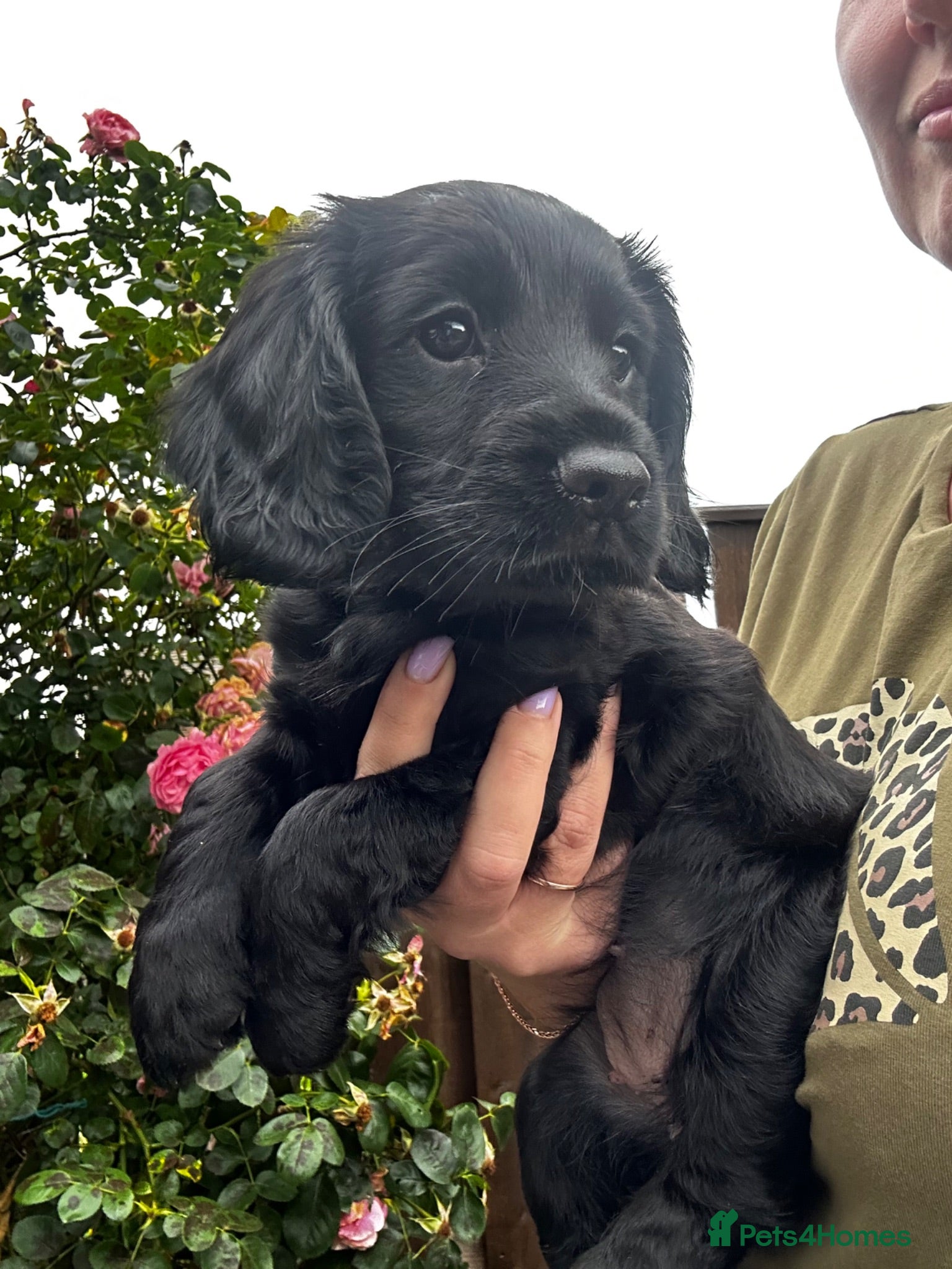Cocker Spaniel dogs KC Registered Cocker Spaniels–DNA Clean parents 👑 - Advert 17