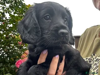 Cocker Spaniel dogs KC Registered Cocker Spaniels– 🔥READY NOW🔥 - Advert 1