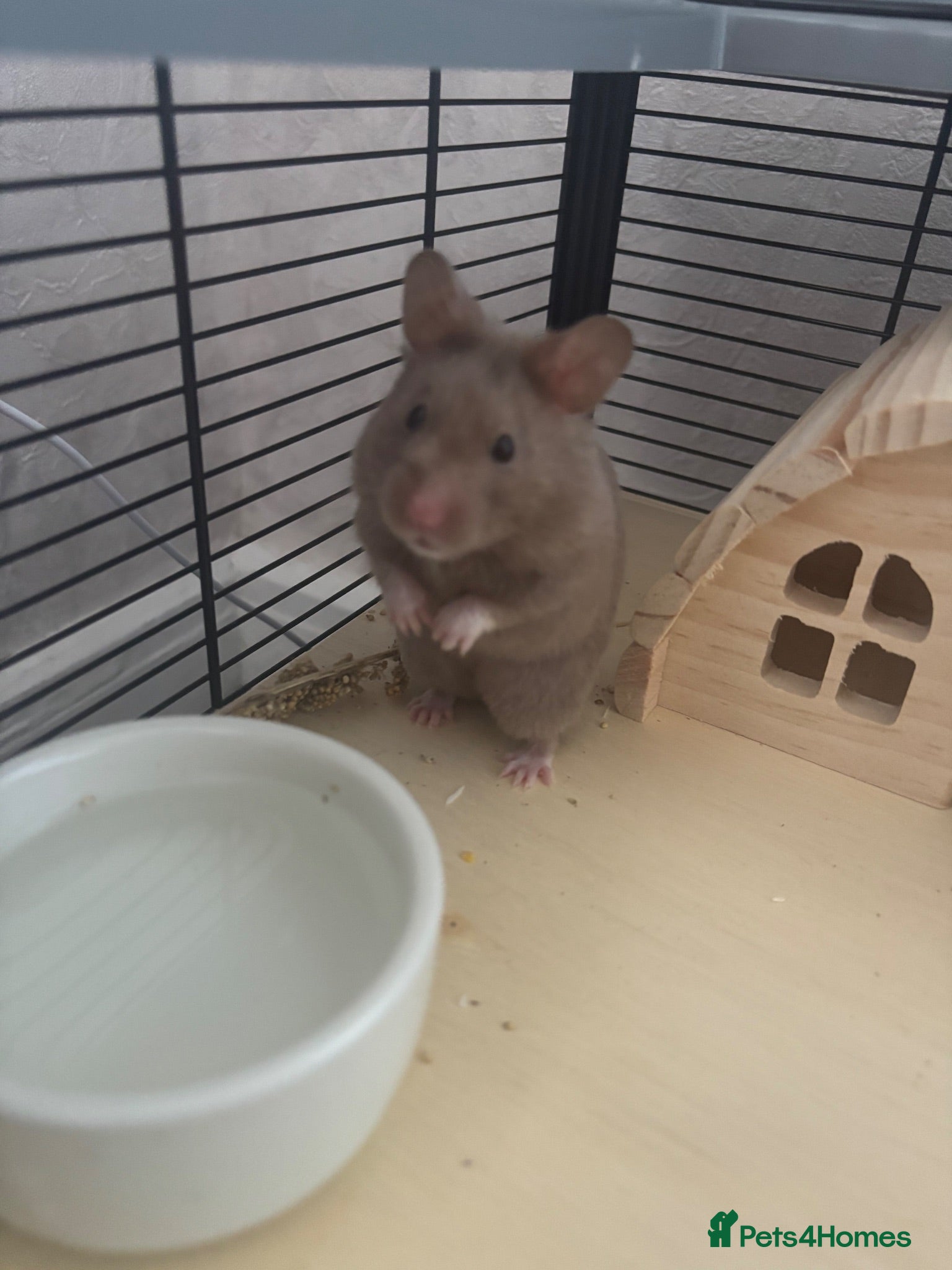 Hamster rodents Mink syrian hamster - Advert 1