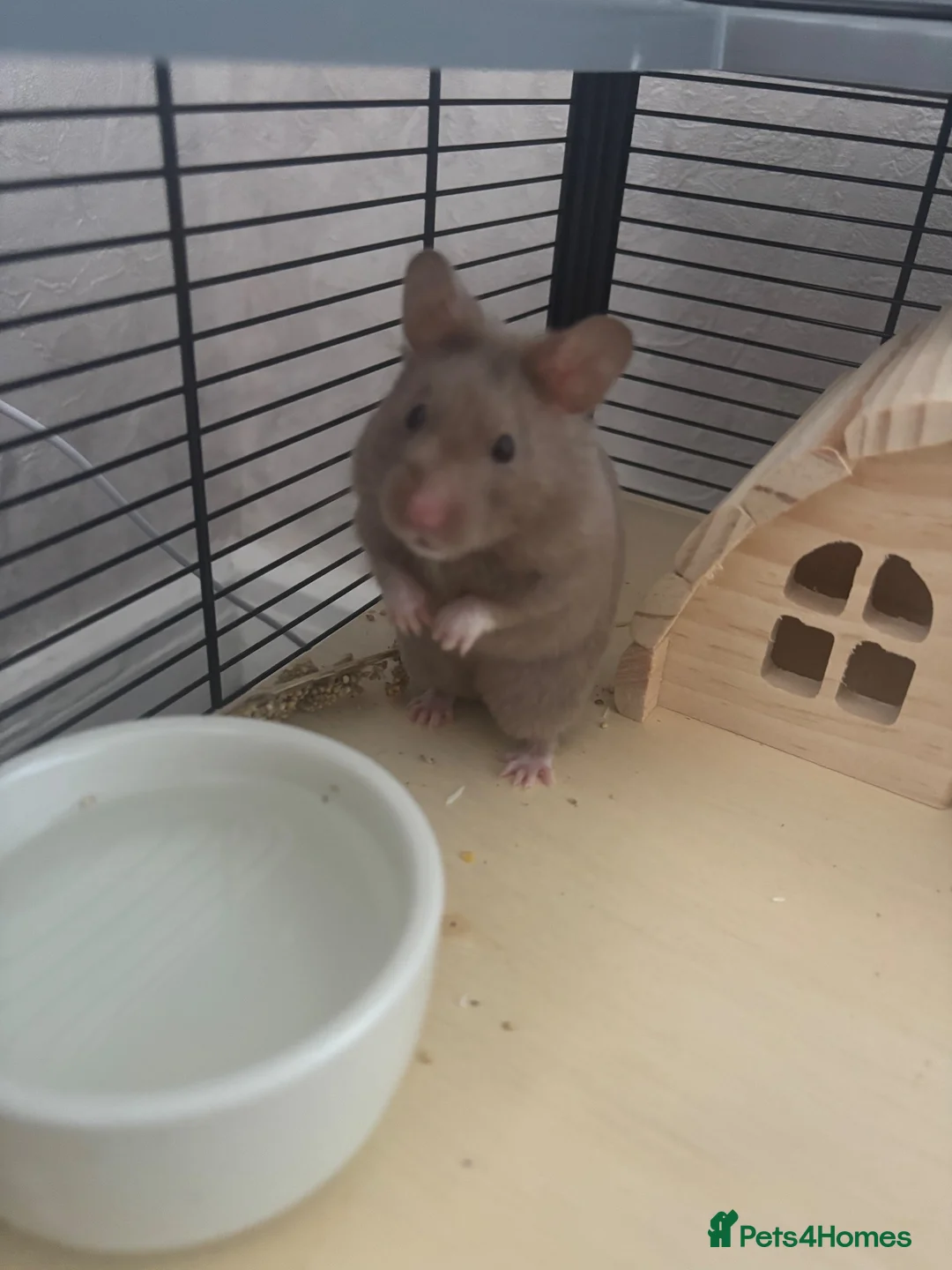 Hamster rodents for sale: Mink syrian hamster in Birmingham - Advert 1