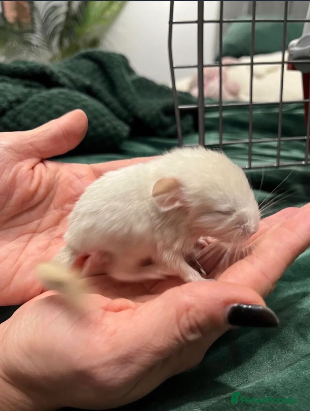 Chinchilla rodents for sale: Male and Female White Mosaic Chinchilla babies - Advert 10