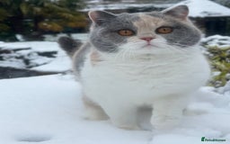 British Shorthair cats for sale: British Shorthair Kittens - Image 9