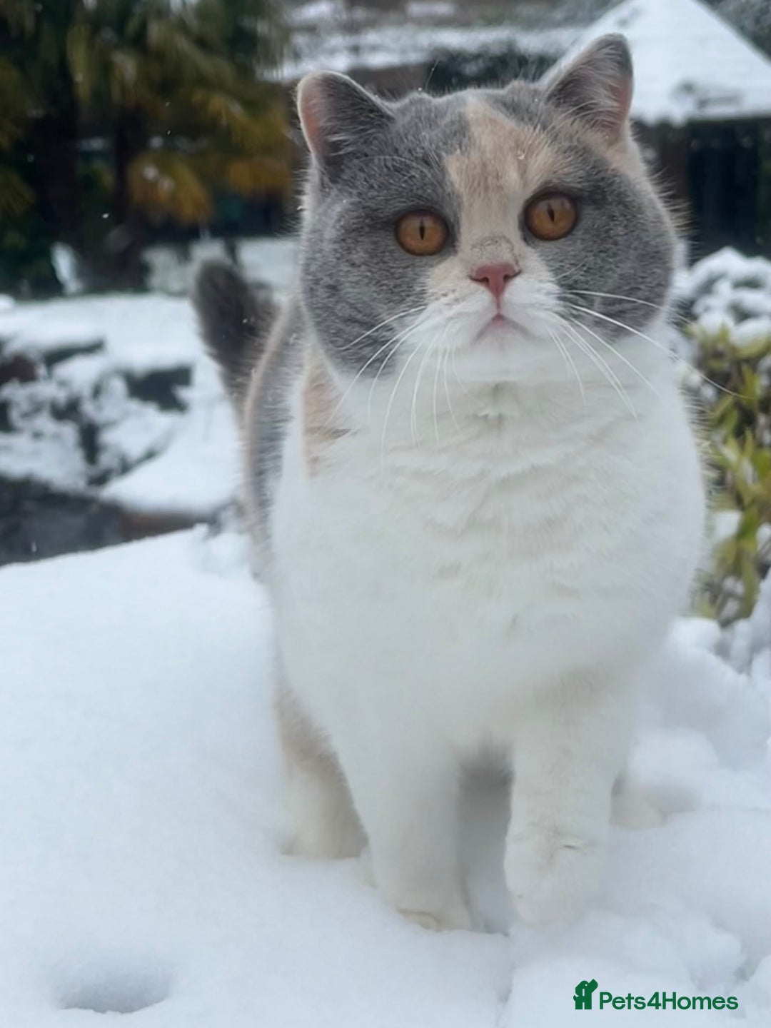 British Shorthair cats for sale: British Shorthair Kittens - Image 9