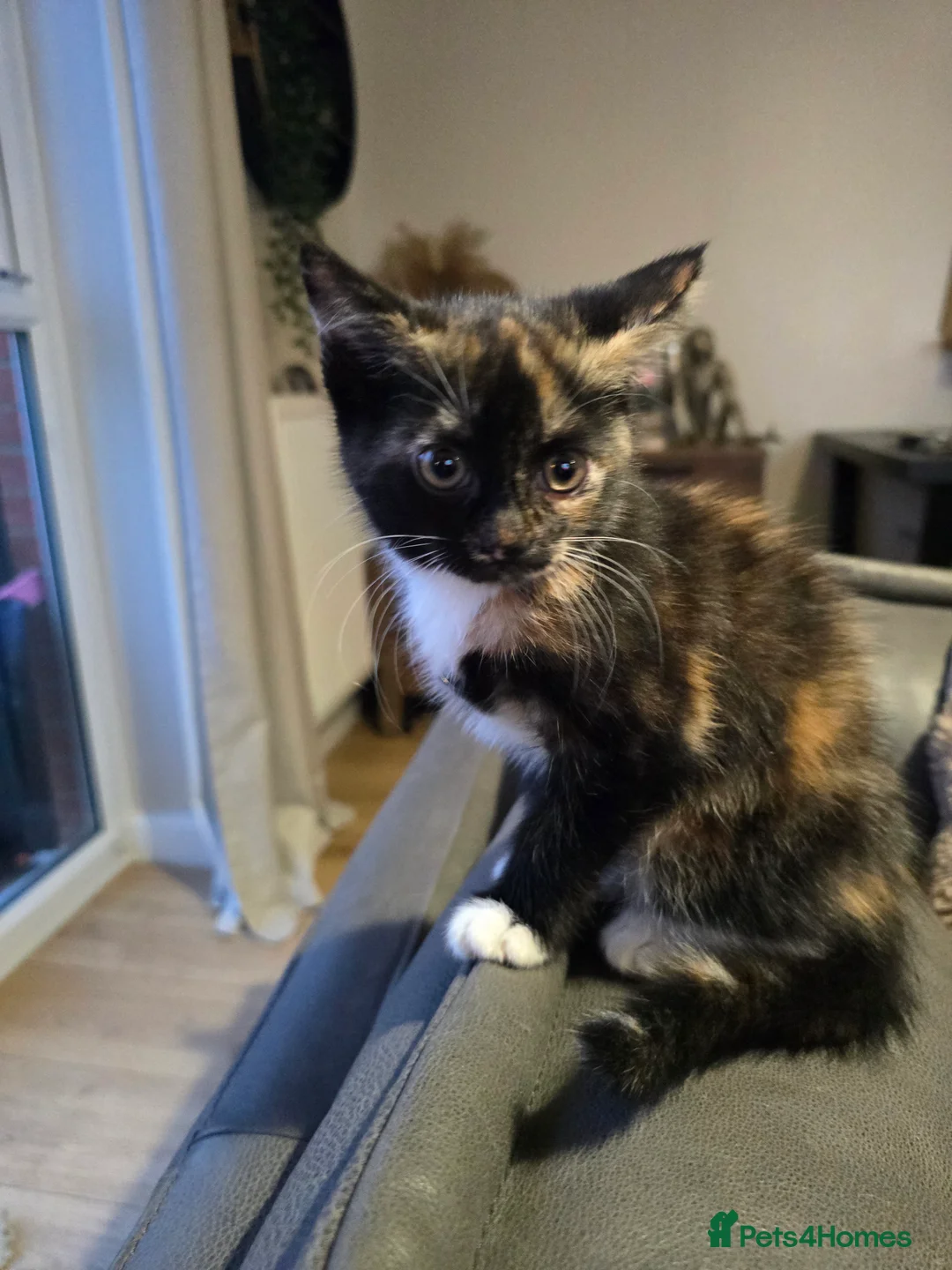 Mixed Breed cats for sale: Adorable Kittens (tri colour/ginger/tuxedo) Ready in Sheffield - Advert 21